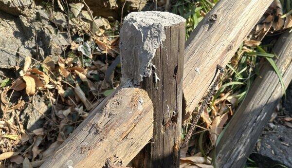 景区边护栏霉烂存隐患？记者回访：木护栏已得到修补