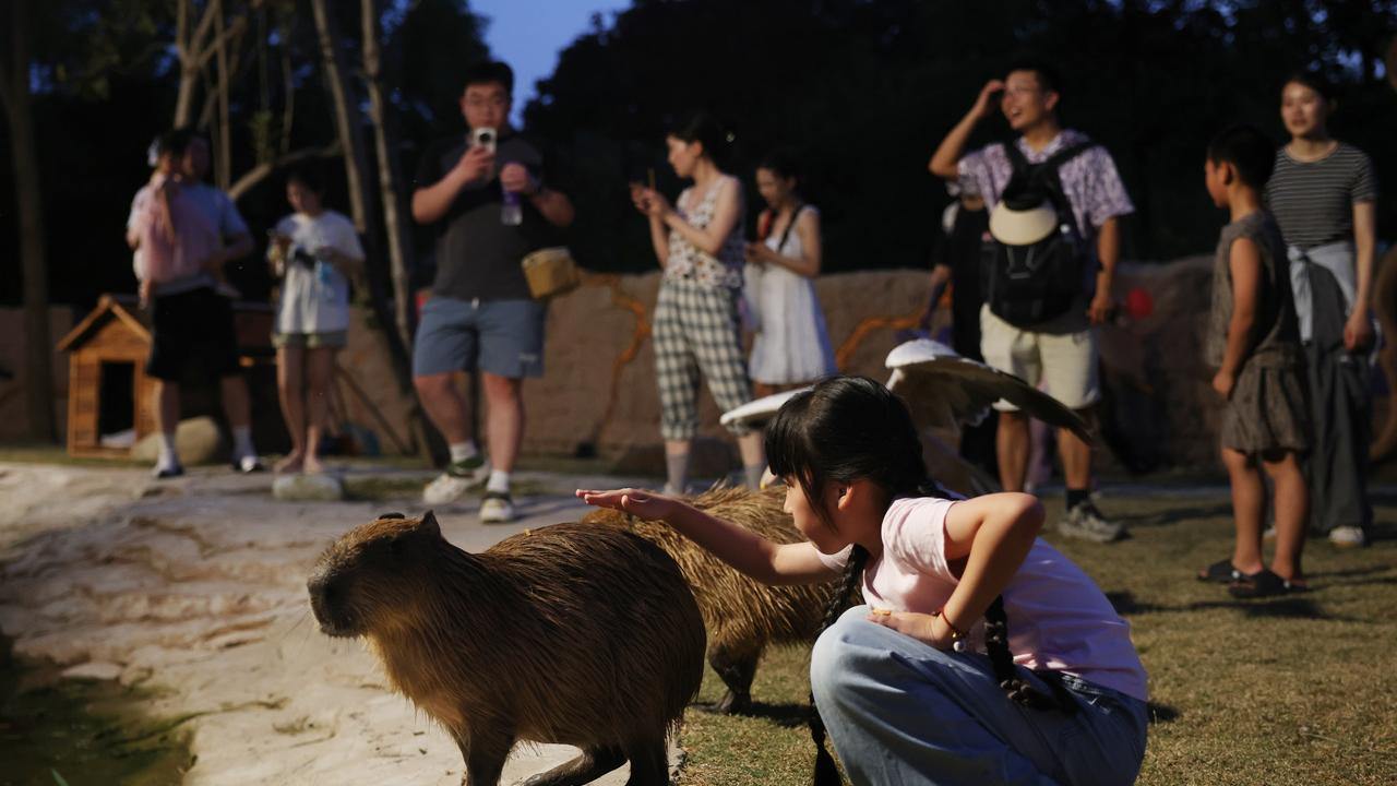 杭州野生動物世界開啟暑期夜游