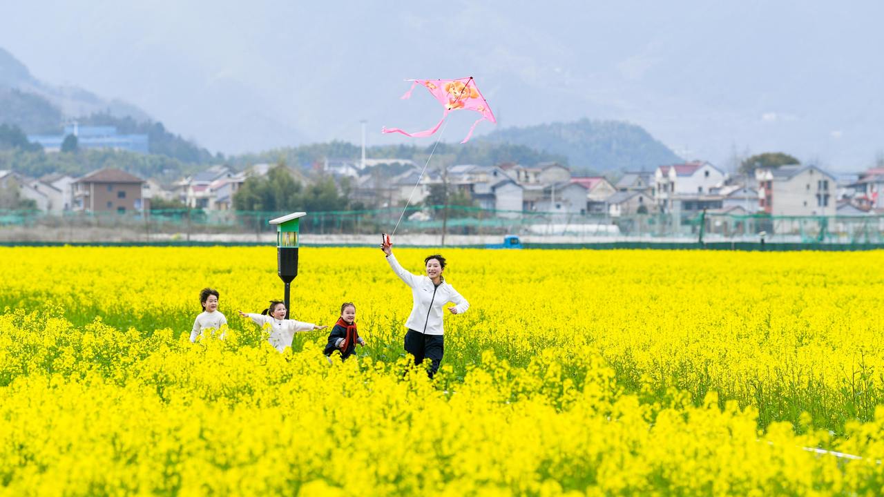 杭州临安油菜花开醉游人