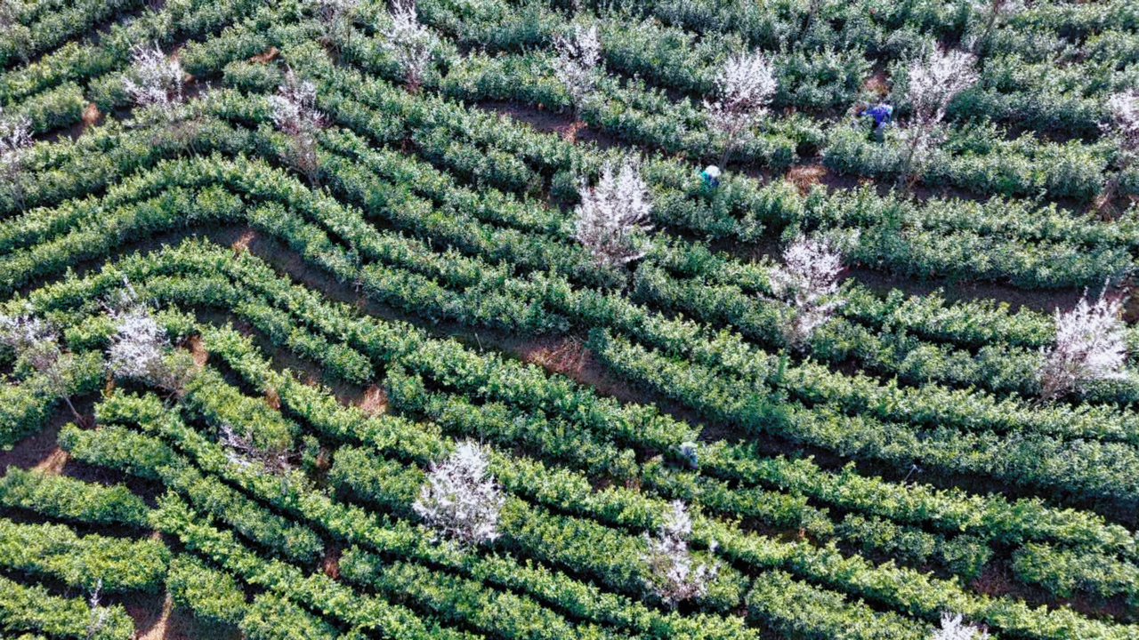 丽水景宁畲乡茶山渐绿采茶忙