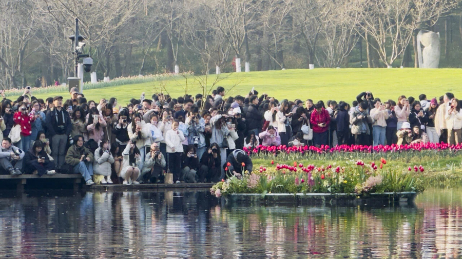 春日太子湾  郁金香花海人人人