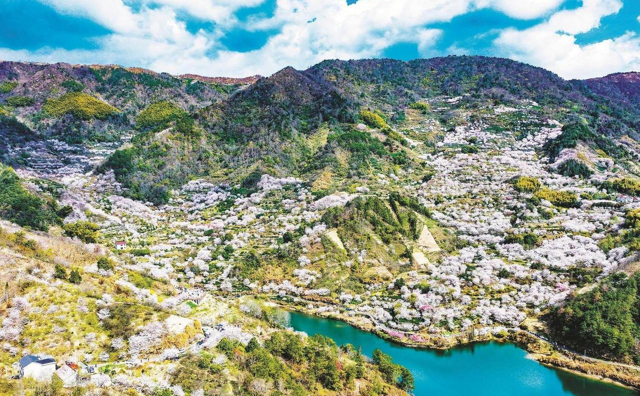 万亩樱花映山村