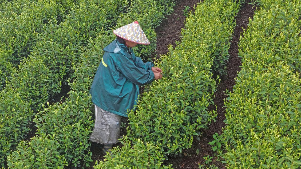 仙居：抢采雨前茶