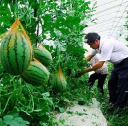 宁波市农合联改革供销 服务近6000家新型农业经营主体