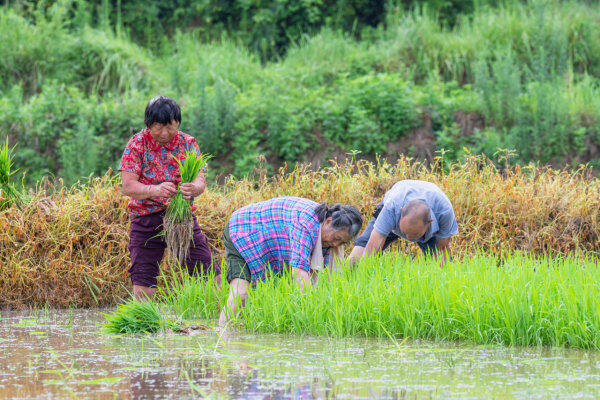 闲置土地种上水稻 村民实现家门口就业