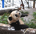明星熊猫“猫冬戏雪”