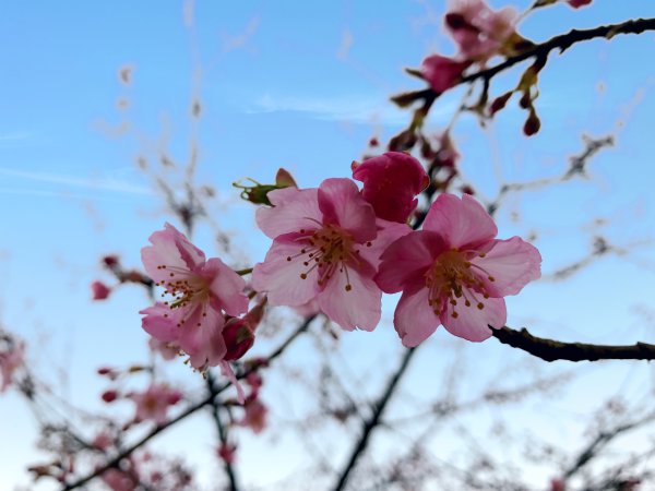 头一回！西湖边5棵樱花迎春早绽放