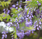 四月赏紫藤萝瀑布