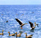 青海湖：万鸟云集