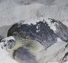 北岛海龟的“家”