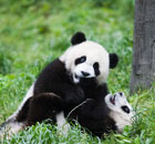 大熊猫产仔刷新纪录