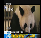 旅法大熊猫幼仔满月 动物园制作熊猫30天成长视频