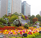 十月的北京花团锦簇