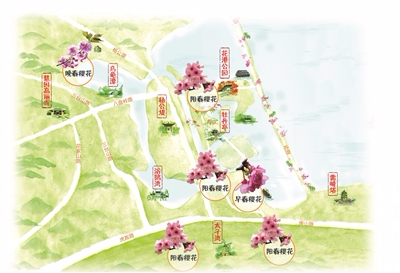 西湖边花港景区详细赏樱地图