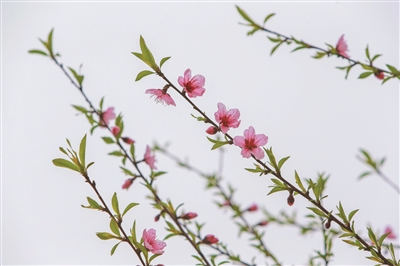 杭州城北，皋亭山千桃园的几株桃花悄然绽放，预计未来一个月，这里的近5000株桃花将陆续盛开。