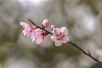 皋亭山千桃园的几株桃花悄然绽放。
