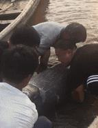 杭州千岛湖村民捕获一条140斤青鱼 比不少人还重