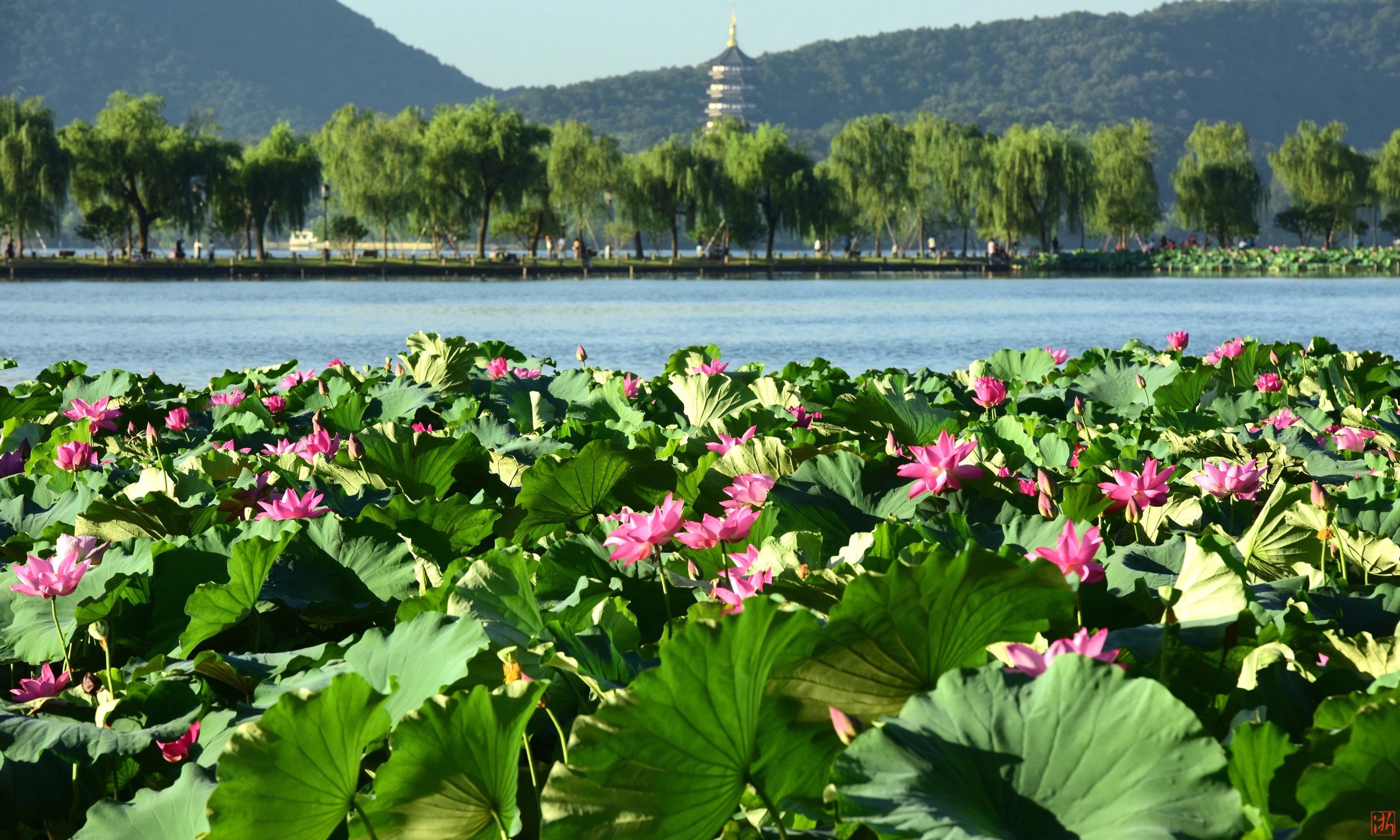 7月17日,西湖荷花盛放.