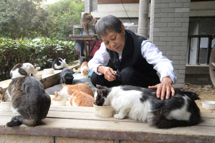 每天花近5个小时喂猫 89岁她是杭州年龄最大的爱喵人