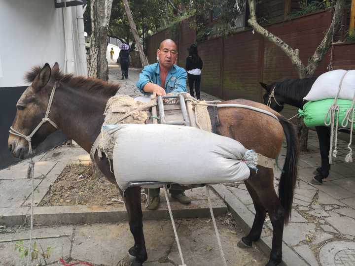 王唐小军带着工人,骡队,在西湖龙井茶山上忙活,每头骡子背4大包蛇皮袋