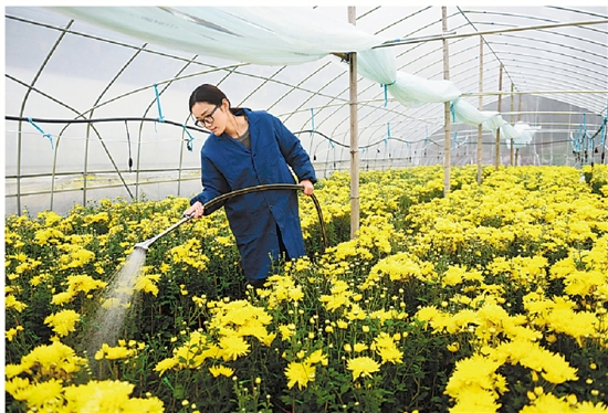 大学生自主创业种菊花