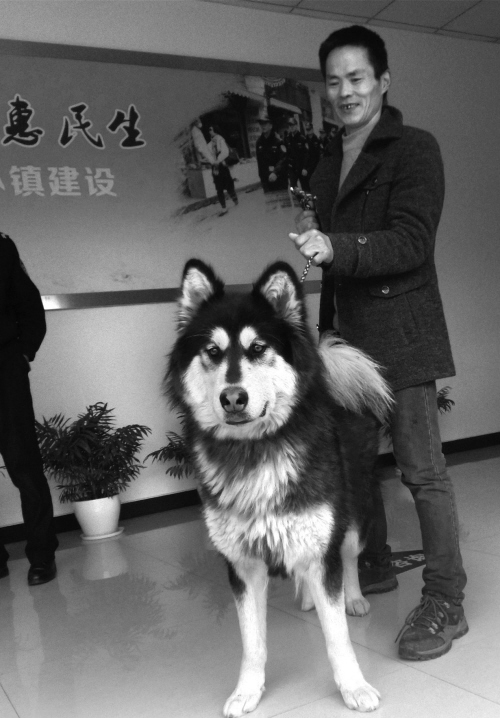 价值3万元的阿拉斯加名犬被拐记