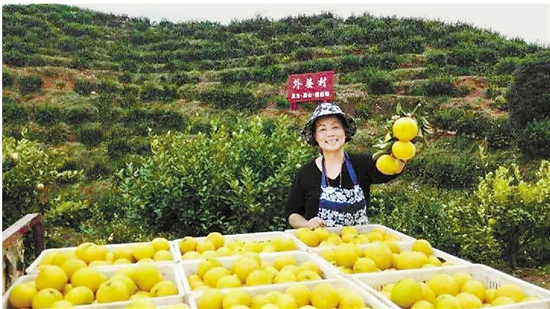 一位庆元大妈的水果致富经 甜桔柚 山上的甜