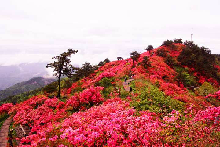 七律春风拂面花香沁