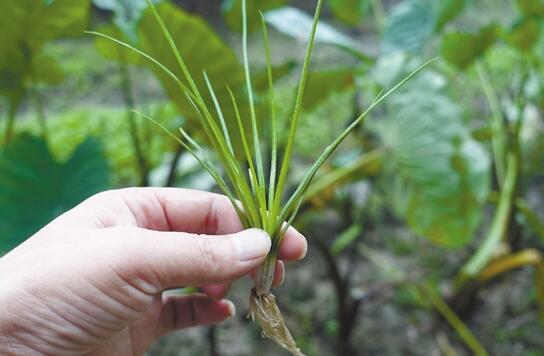 露面 这种植物叫中华水韭已有三亿年历史