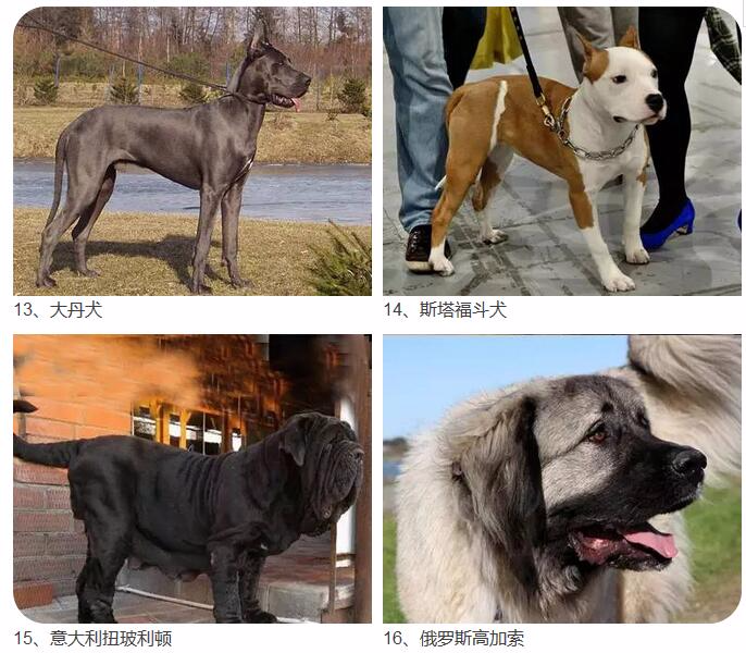 宁波人注意了!这28种烈性犬禁止饲养