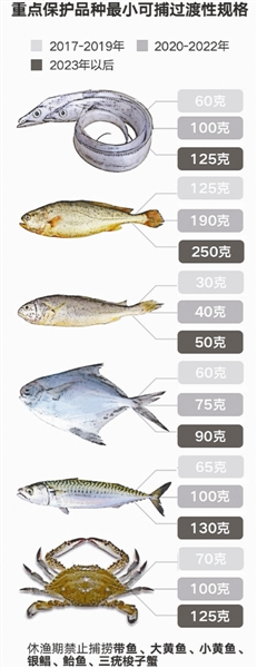 宁波今起禁止销售带鱼等8种海洋捕捞冰鲜或活