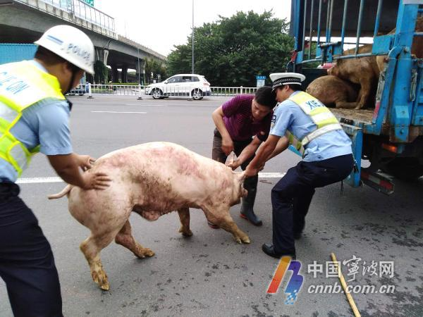 300斤大肥猪跳车越狱 慈溪交警司机合力围