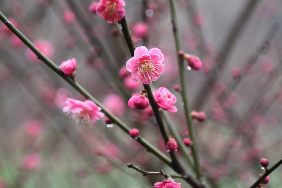 "一株梅花"惹火七里冬春乡村游