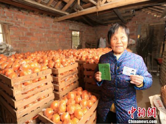 橘农通过村邮站销售柑橘 衢州邮政提供