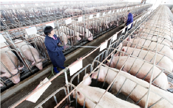 猪肉价格再次撑杆跳 养猪业转型该如何走出