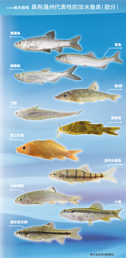 这86种温州本土淡水鱼 你都听过见过吗?