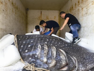 苍南渔民捕获超级大鱼 鲸鲨 将被制作成标本