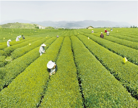 谱写农业绿色可持续发展的浙江篇章