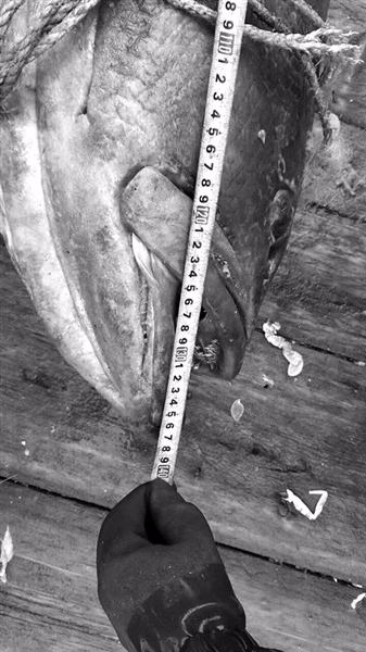 85斤！这么大的石斑鱼，老渔民说捕鱼40年头一次见到