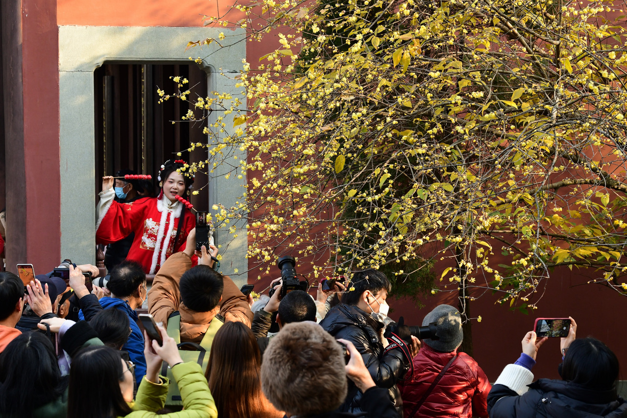 钱王祠蜡梅引客来  杭城陆续进入蜡梅花香季