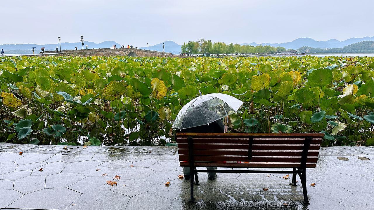 西湖边秋雨绵绵秋意浓 这个周末天气转好