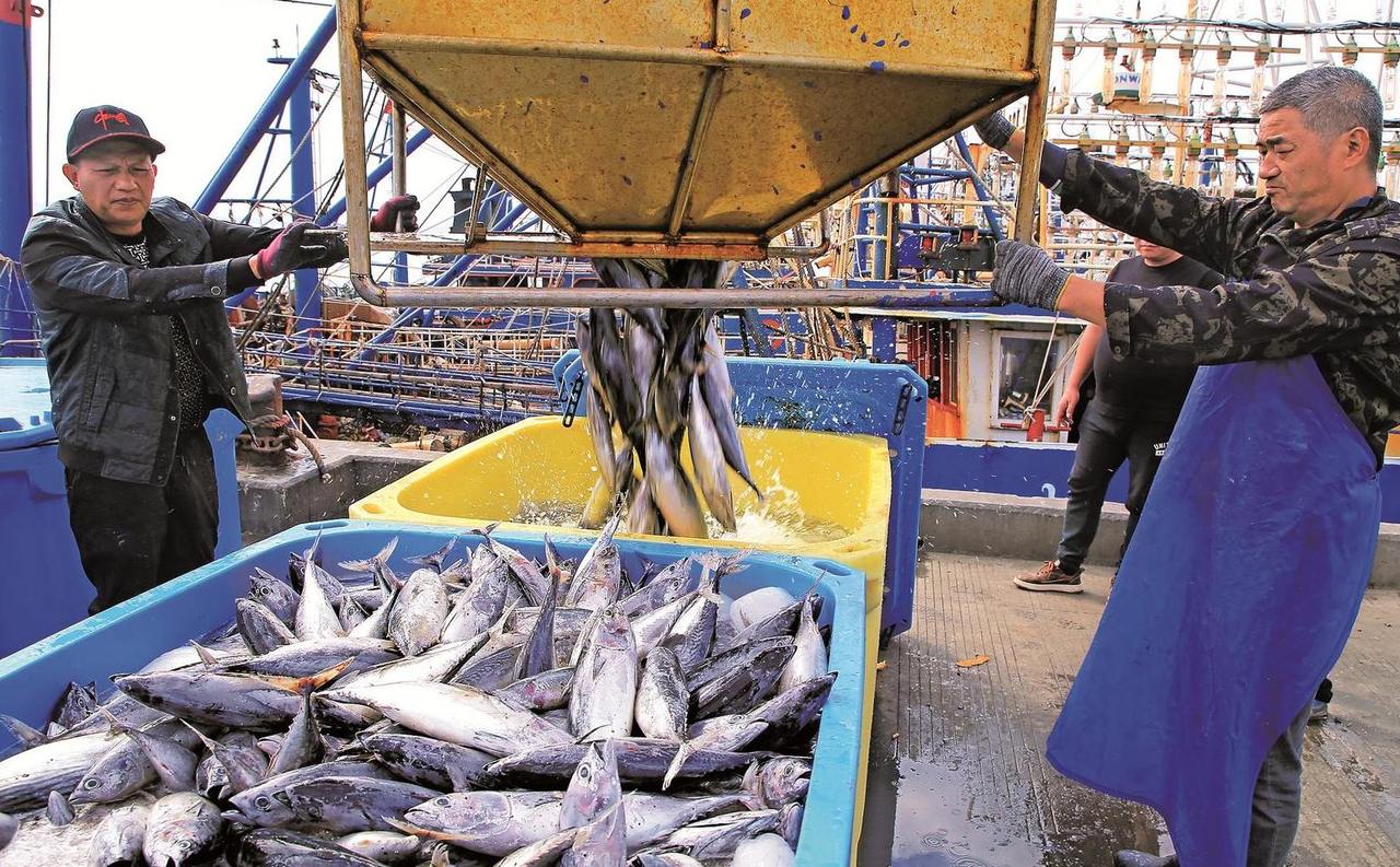 冬捕归来鱼满仓