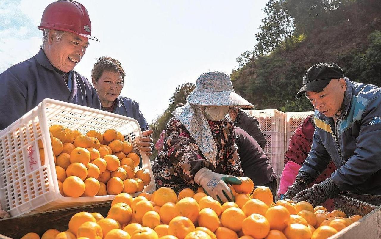 蜜橘丰收甜万家
