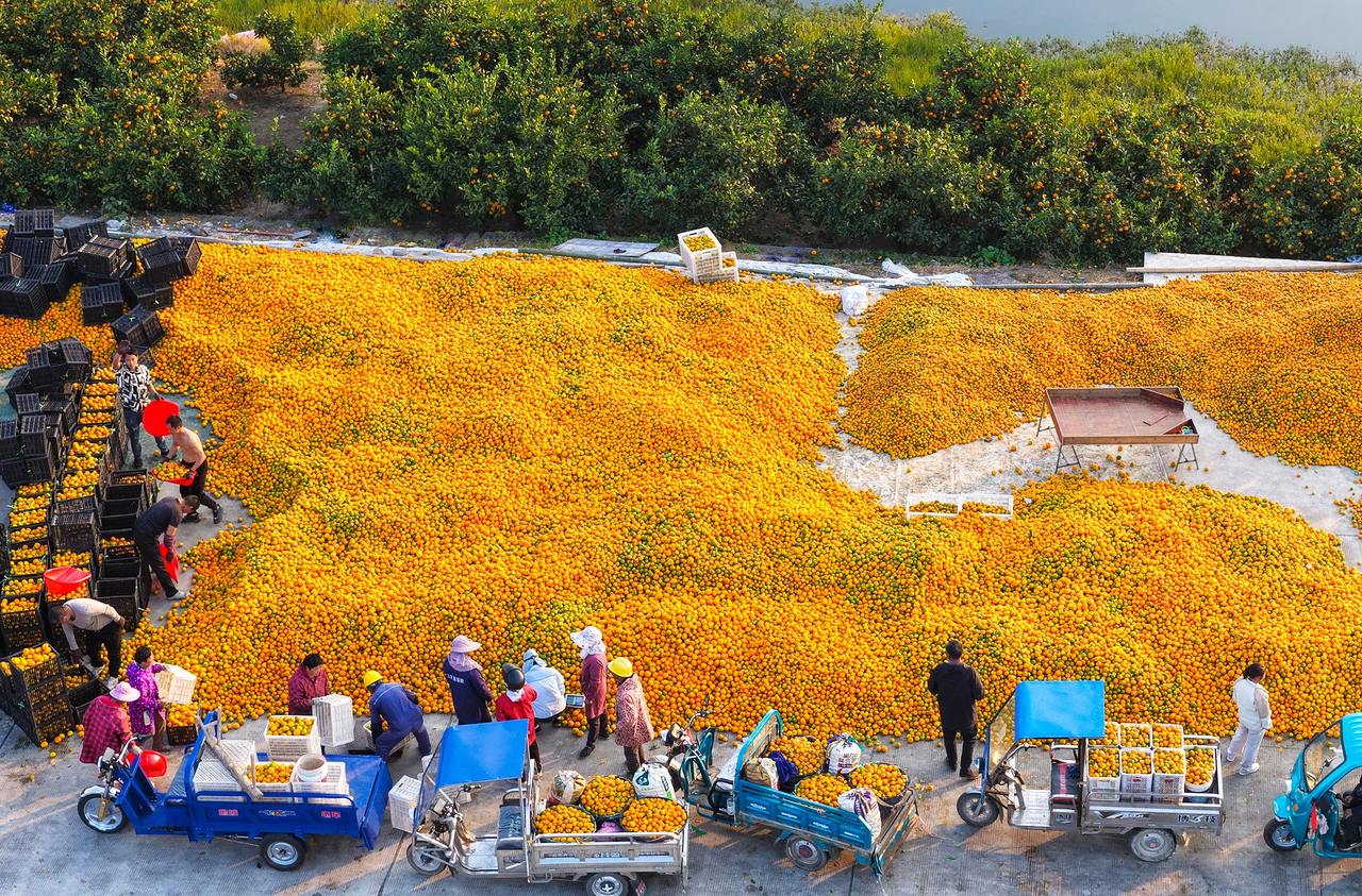 三门柑橘迎来丰收 果农采摘销售忙