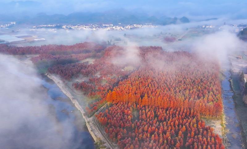 初冬红韵出圈！汾口红星村水上森林迎最佳观赏期​