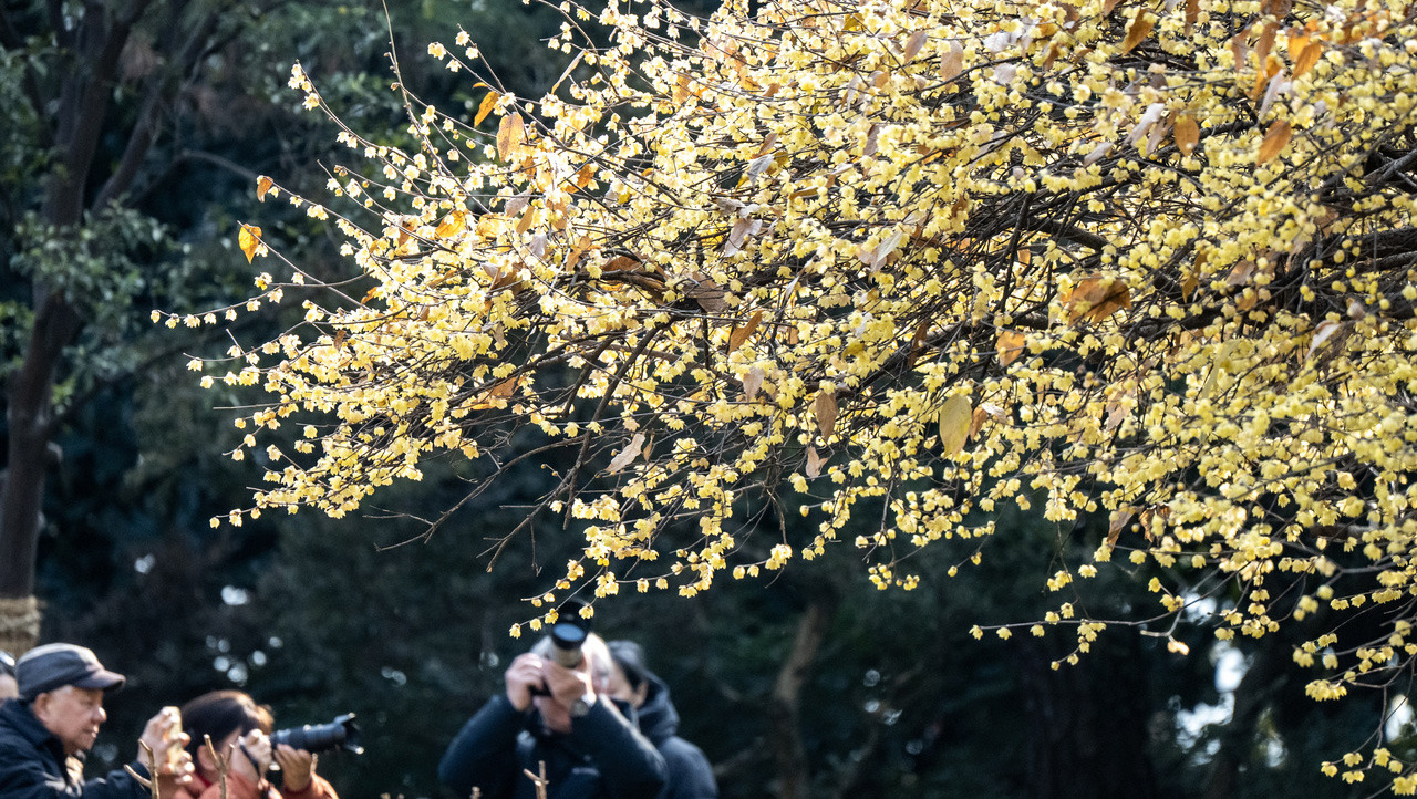 西湖“腊梅王”盛开