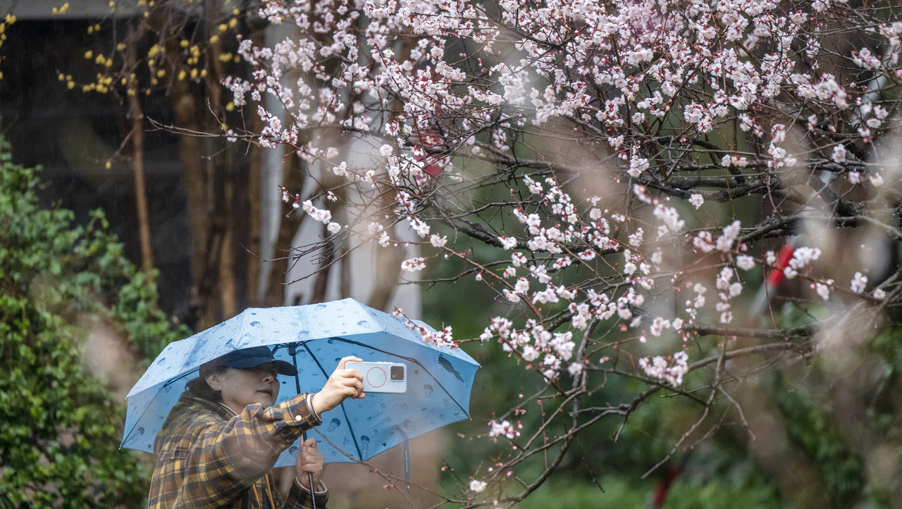 杭州春雨淅沥梅花香