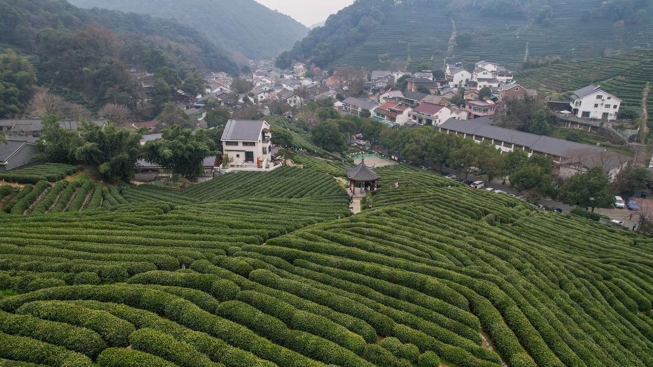 西湖龙井将于3月19日开采