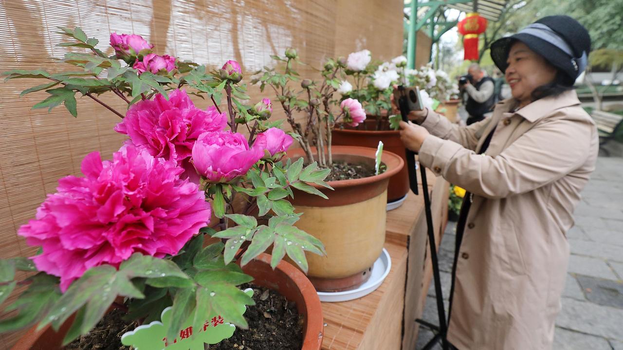 杭州：六和塔下牡丹花开