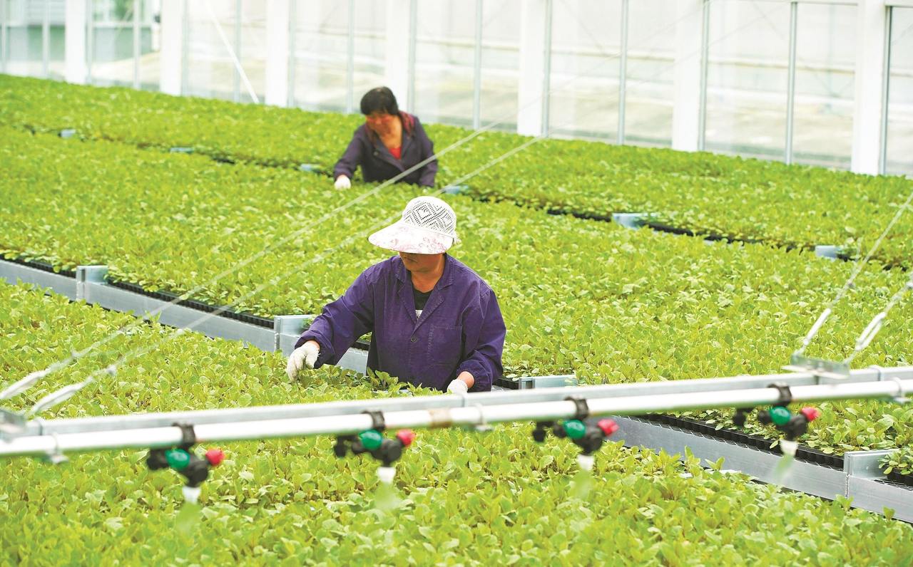 智能化蔬菜基地绿意盎然